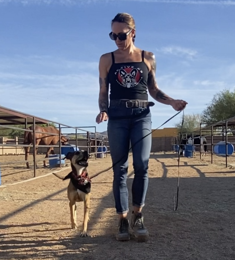 Obedience dog training with a Belgian Malinois at Active K9 Training.