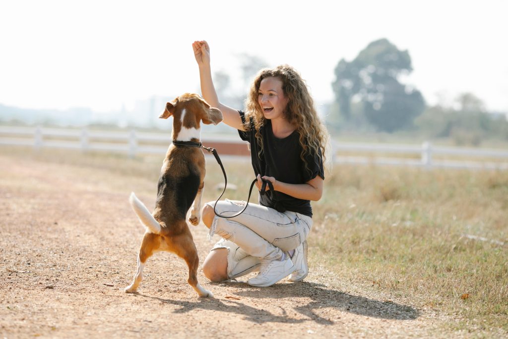 Phoenix adult dog training, board & train program, fix dog misbehavior, leash pulling, excessive barking, aggression in dogs, separation anxiety in dogs, positive reinforcement, customized training, dog behavior modification