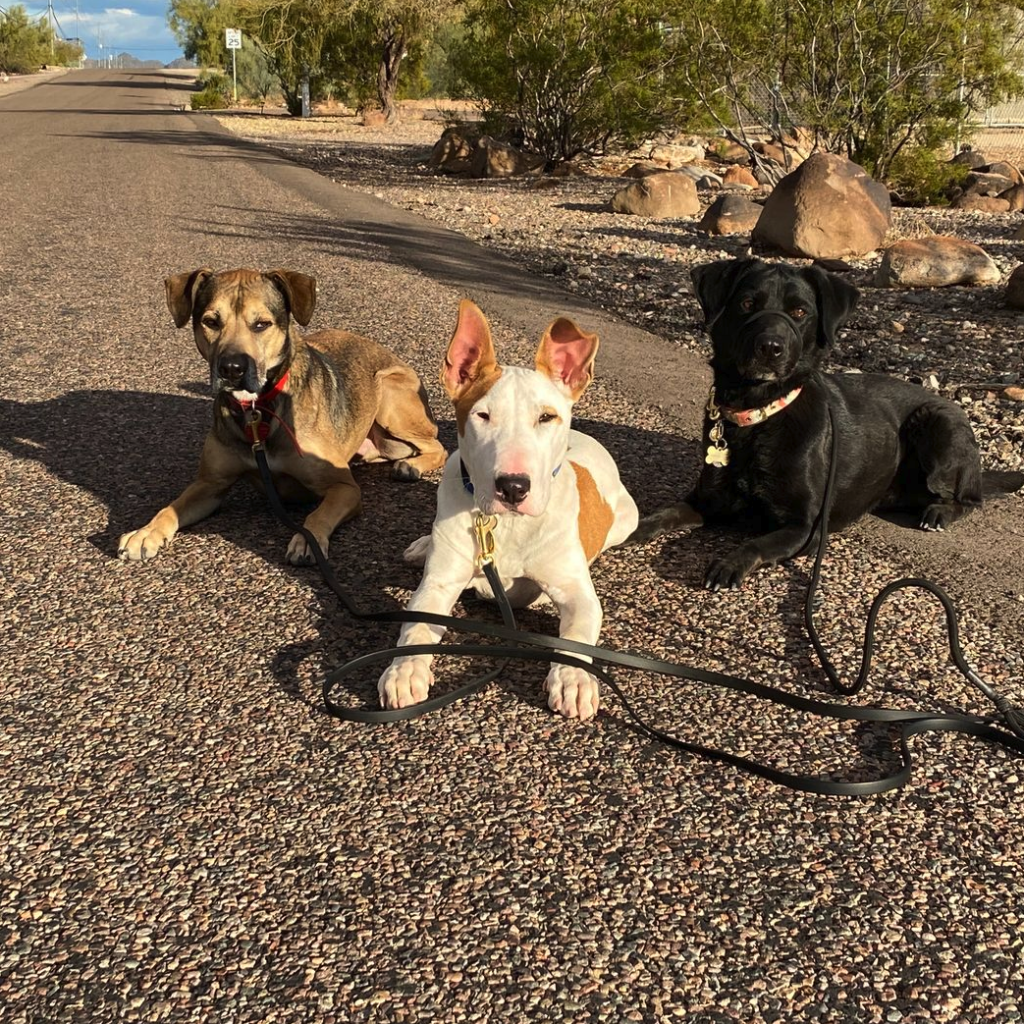 Three dogs lying on a road during obedience training at Active K9 Training.