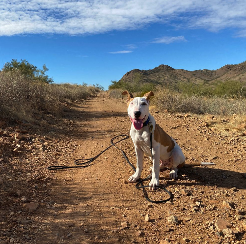 Active K9 Training dog sitting on a desert trail during an outdoor training session.